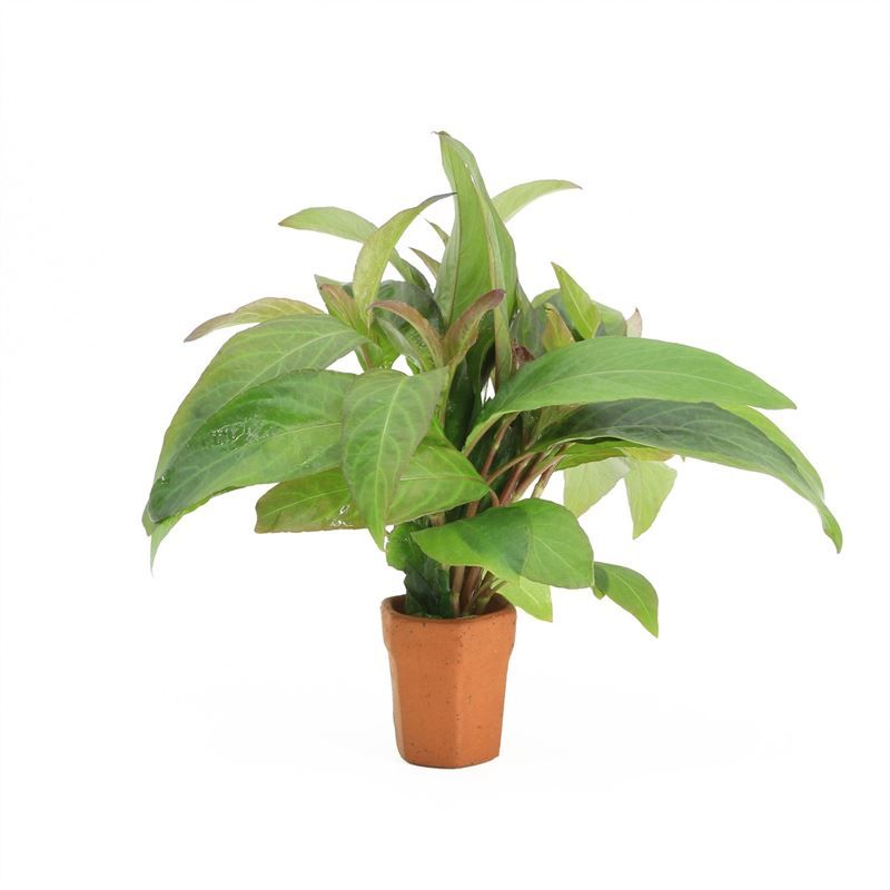 Nomaphila siamensis 5cm 2cm Pot