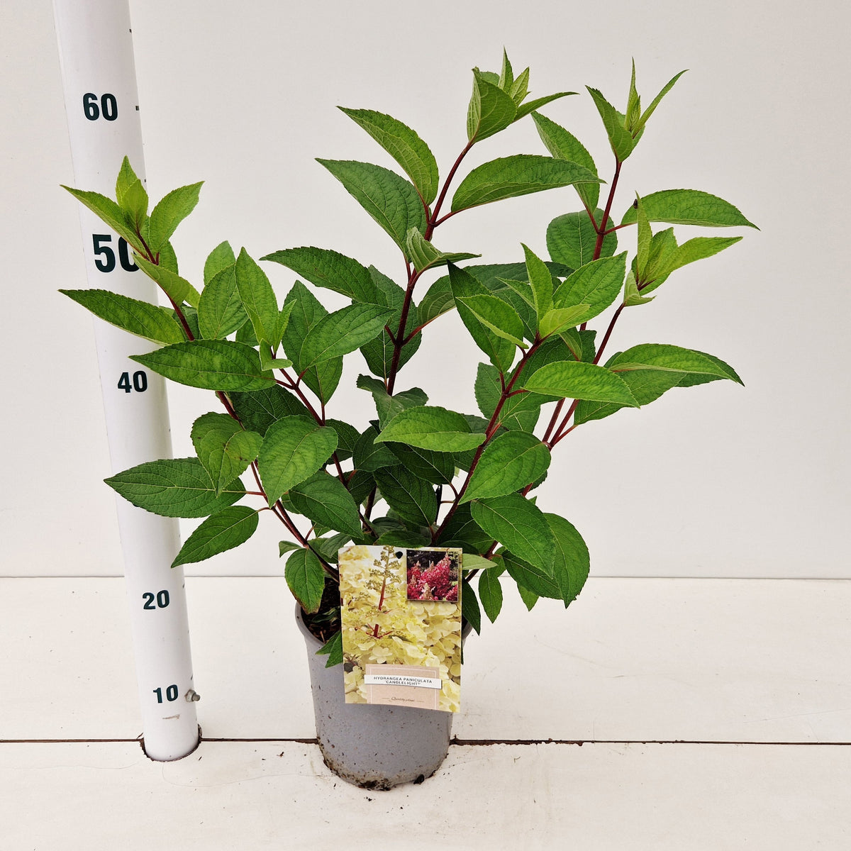Hydrangea paniculata 40cm 17cm Pot