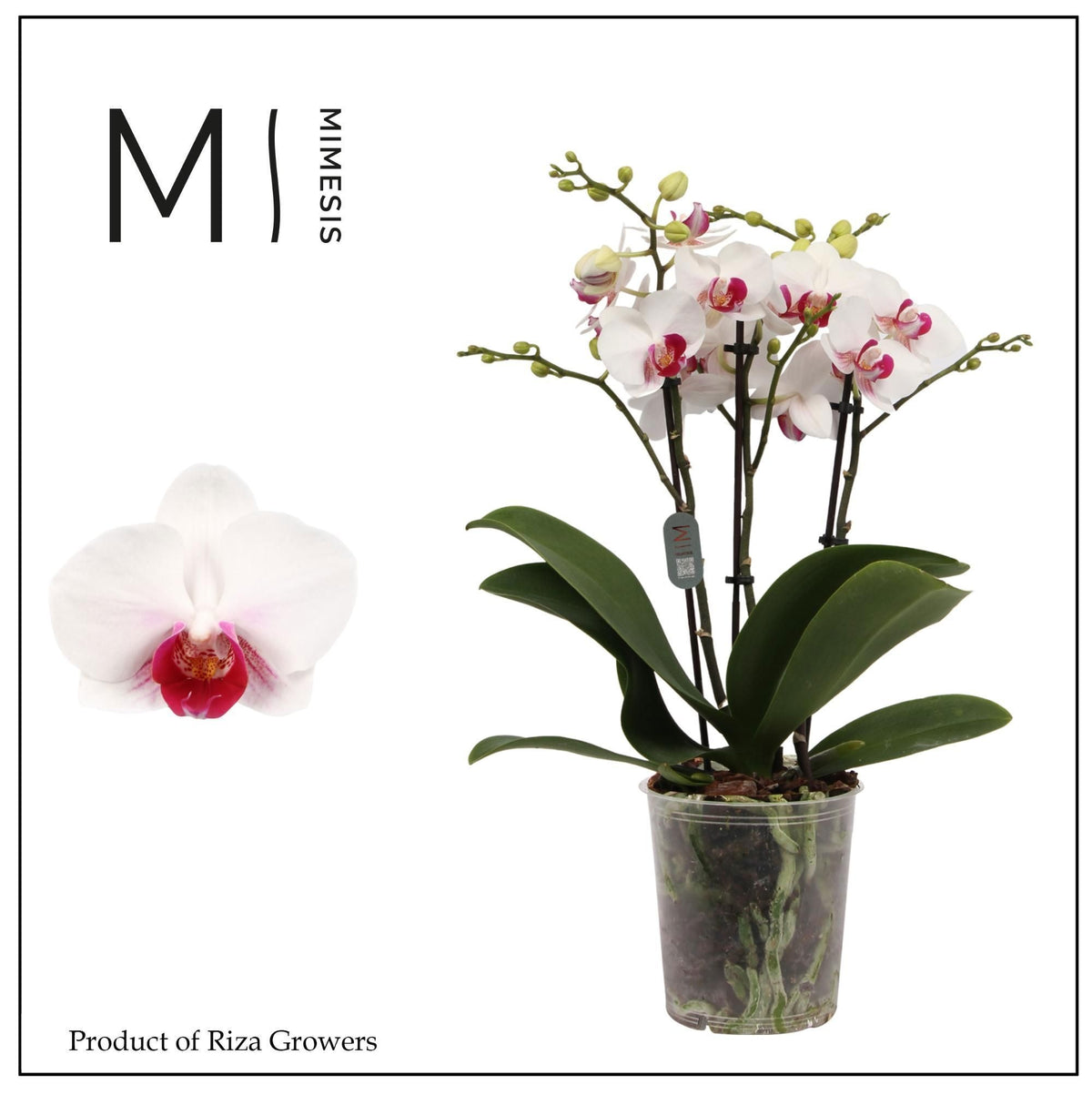 Phalaenopsis mf. Safe Haven 50cm 12cm Pot