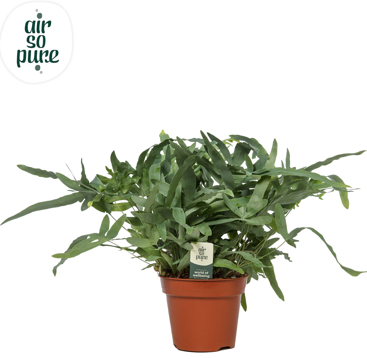 Phlebodium Blue Star 60cm 17cm Pot