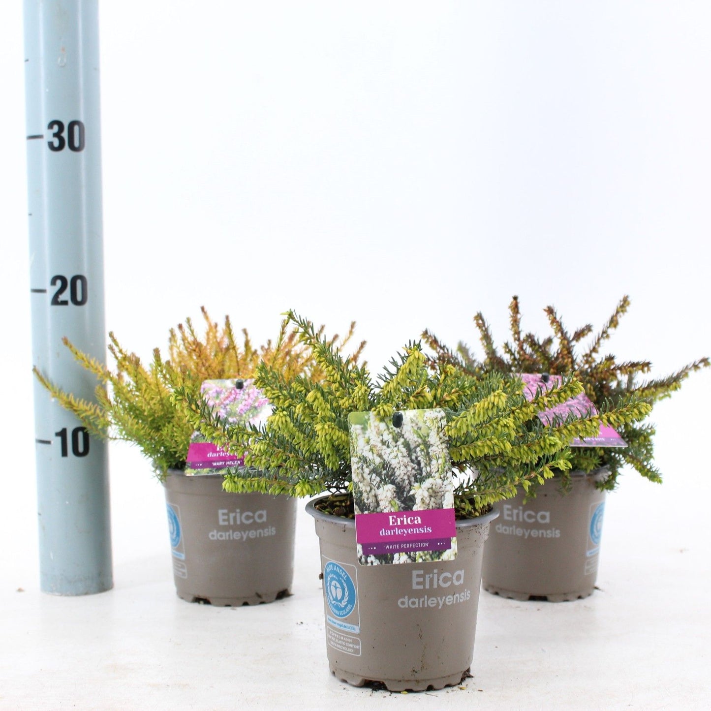 Erica Darleynsis 10cm 510cm Pot