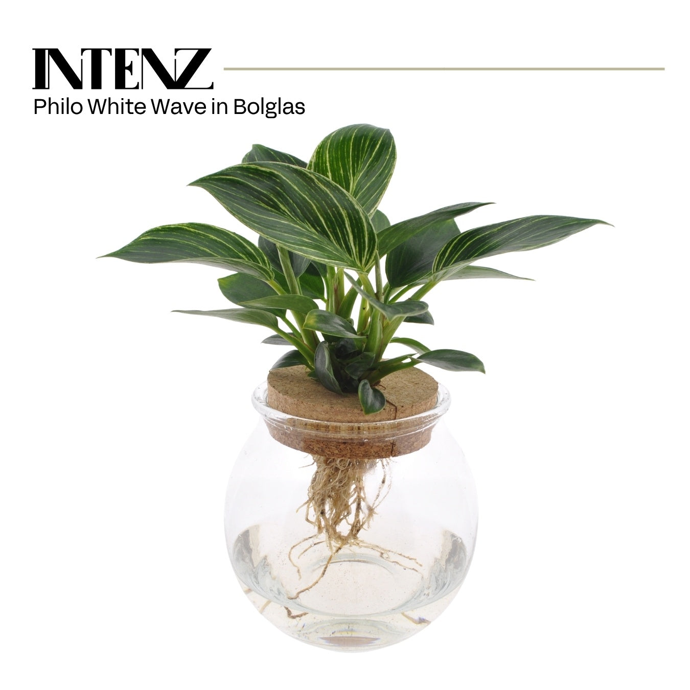 Philodendron White Wave 25cm 12cm Pot