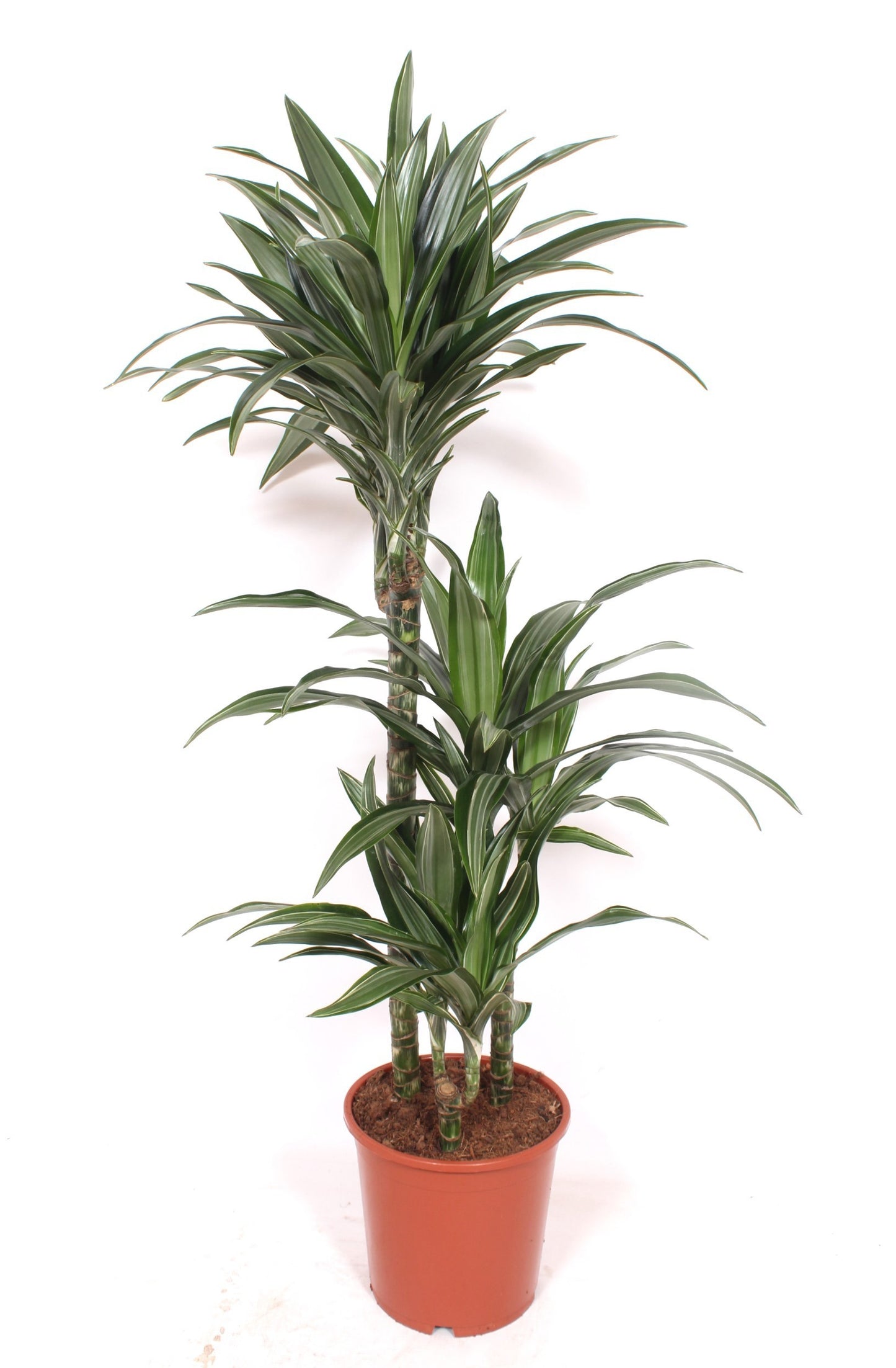 Dracaena frag. Ulises 110cm 21cm Pot