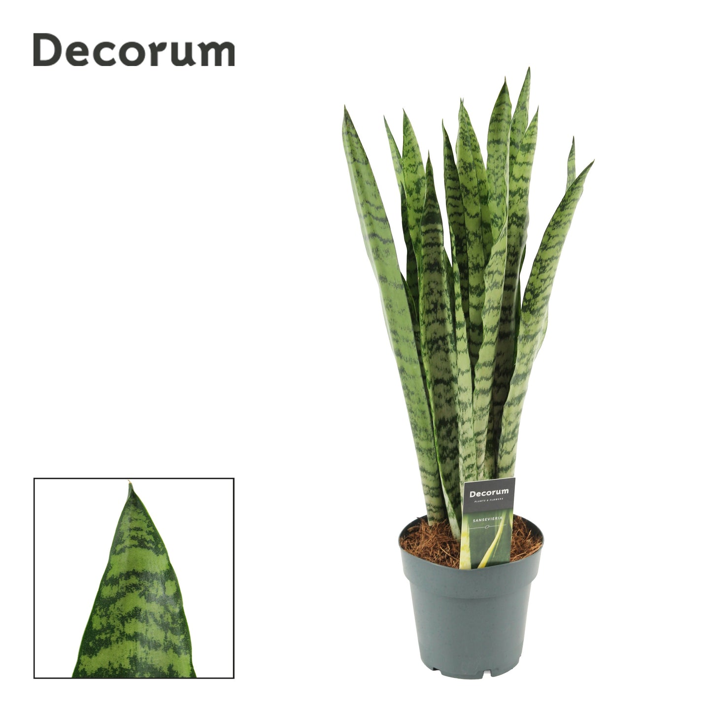 Sansevieria trifasciata 55cm 14cm Pot