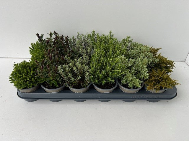 Hebe mix 10cm 9cm Pot