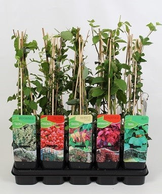 Climbing plants mix 60cm 14cm Pot