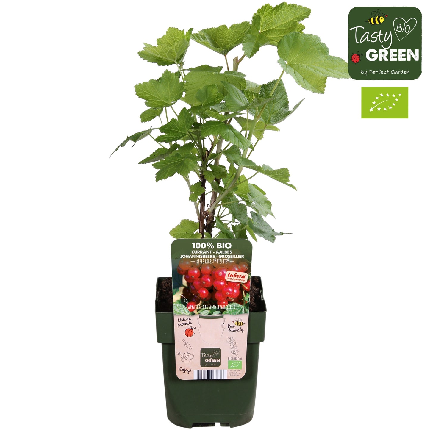 Ribes rubrum ("Redcurrant") 30cm 13cm Pot