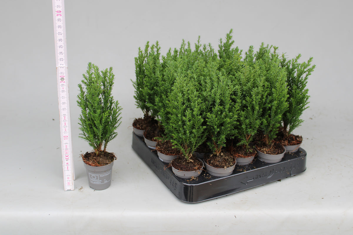 Chamaecyparis Ellwoodii 25cm 5.5cm Pot