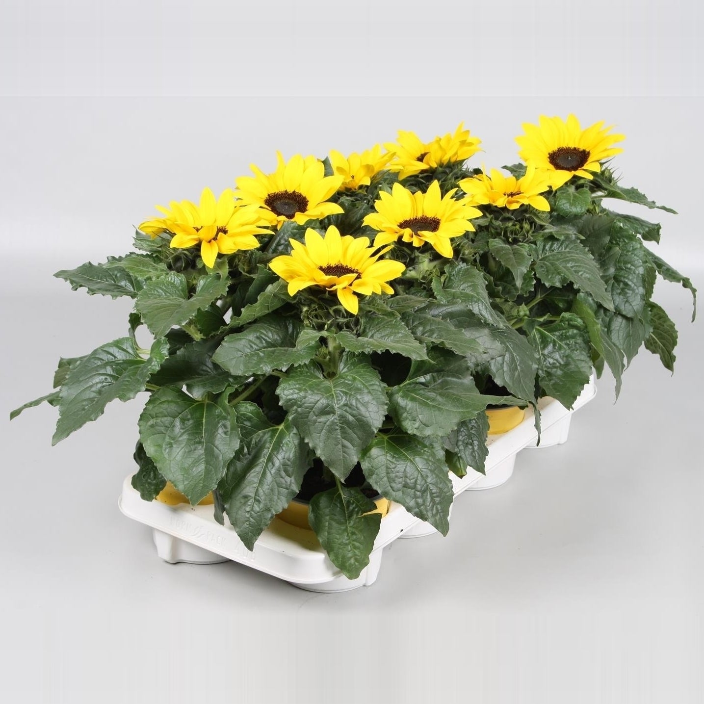 Kap-Tiegelaar. Kwekerij Helianthus ann. Sunsation stage 3 Pack of 8