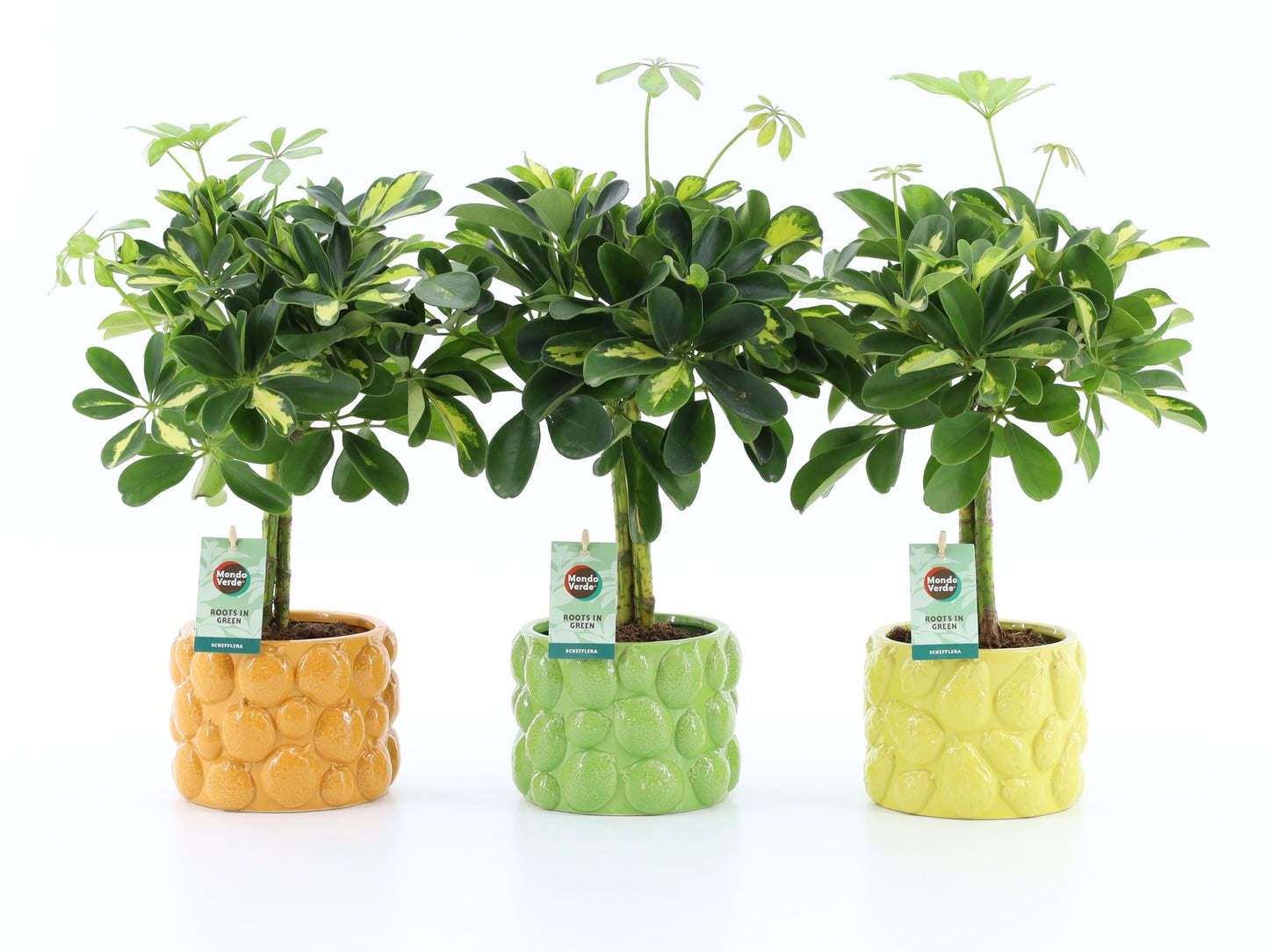 Schefflera Gold Capella 40cm 15cm Pot