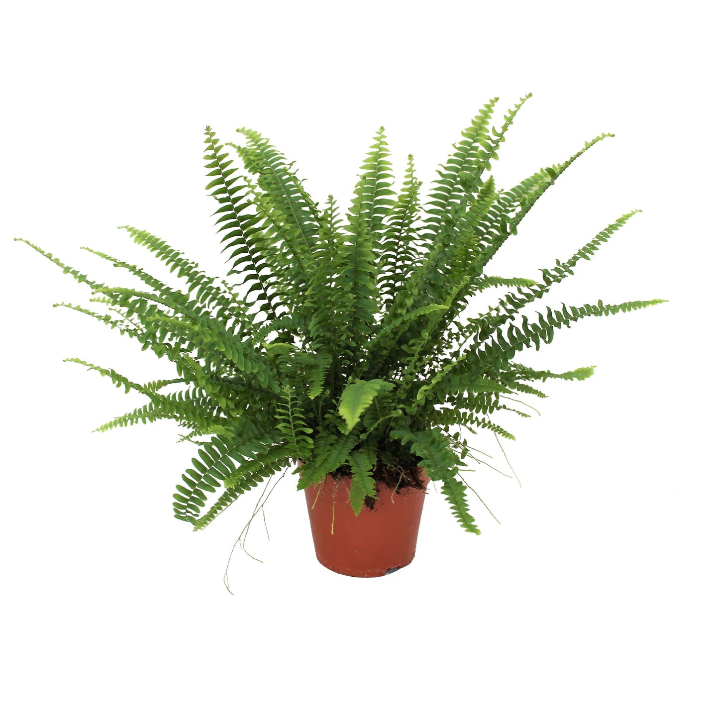 Nephrolepis Green Lady 40cm 14cm Pot