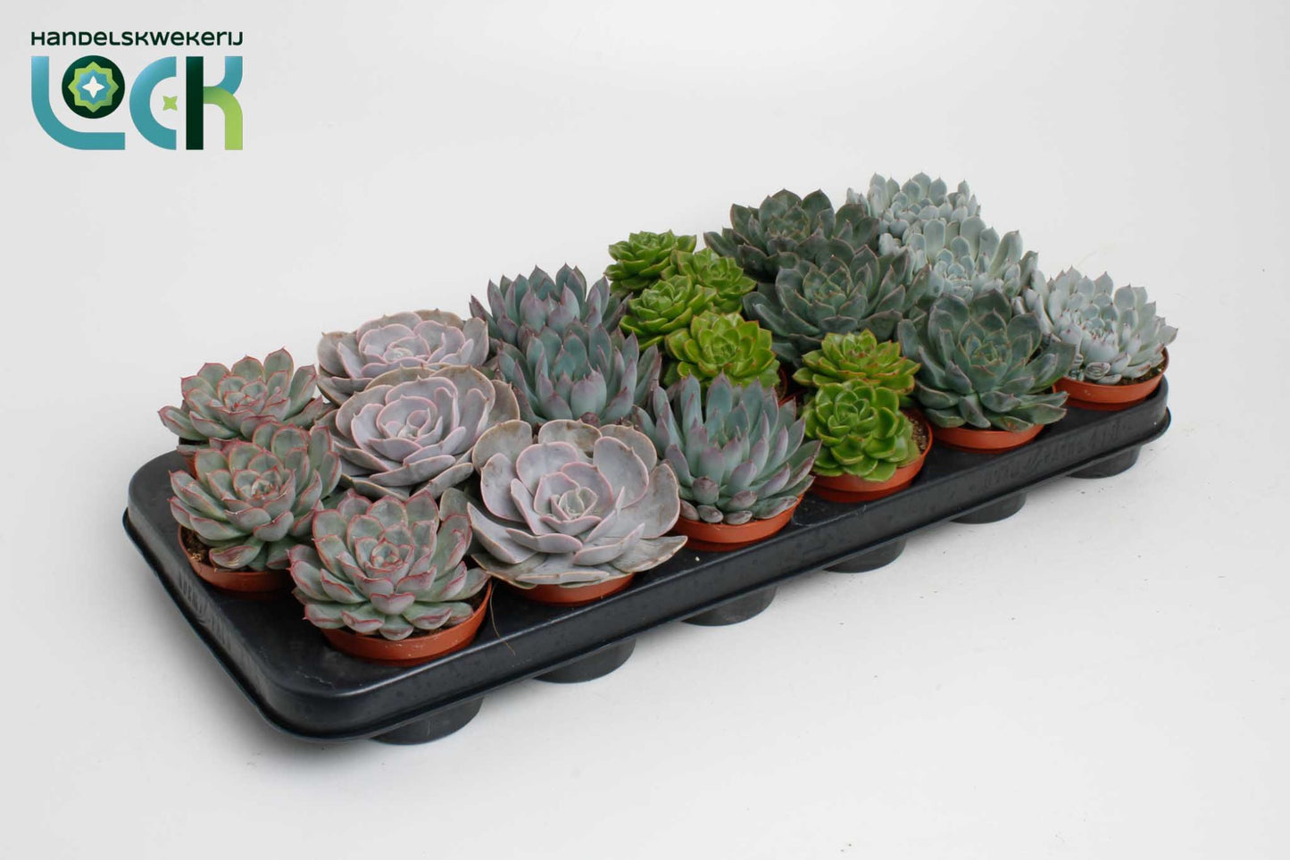 Echeveria setosa 15cm 8.5cm Pot