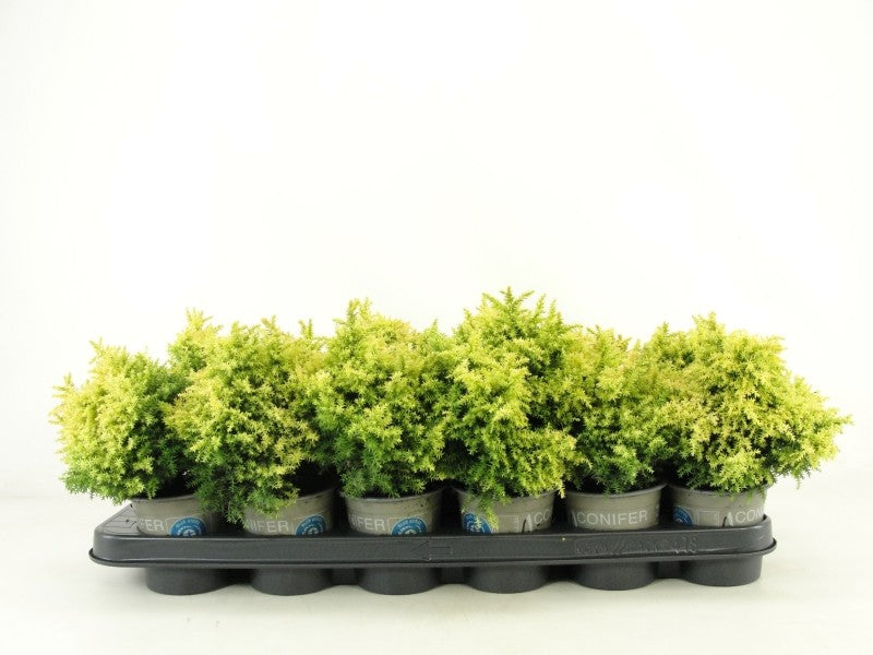 Cryptomeria japonica mix 15cm 9cm Pot