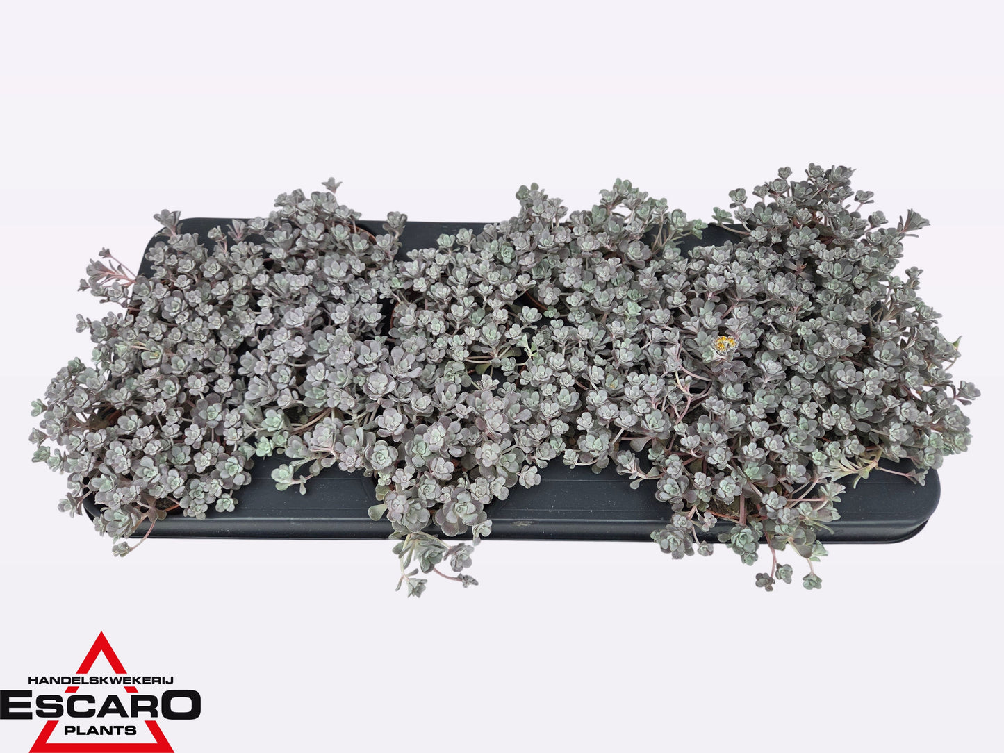 Sedum Purpureum 12cm Special Pot (508)