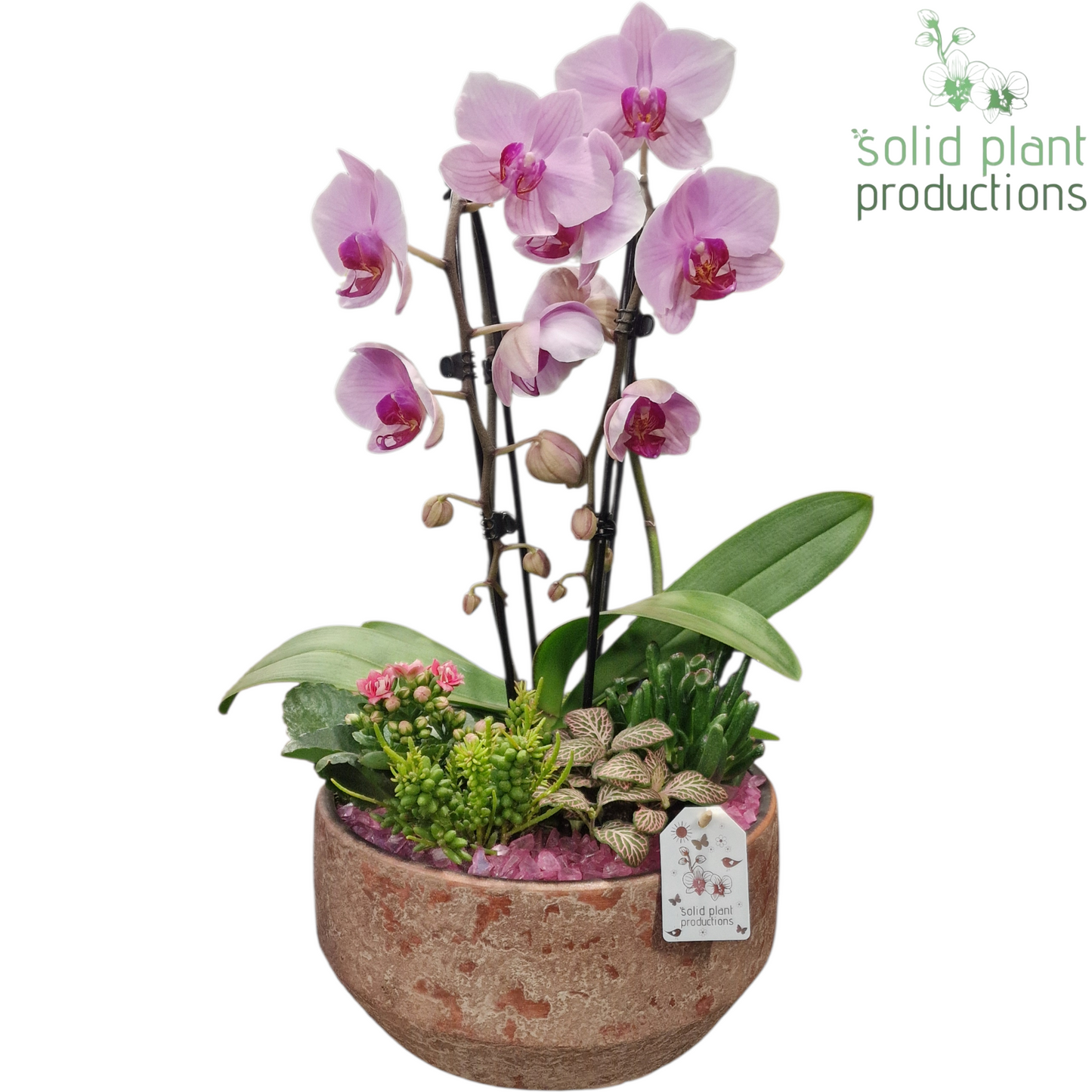 Solid Plant Productions PH244 Maria Pink Bowl Pack of 2