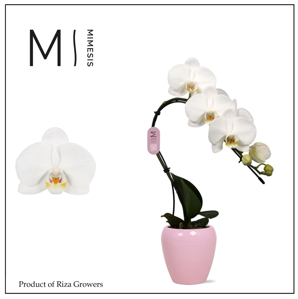 Phalaenopsis White Swan (+ drp.ceramic) 35cm 7cm Pot