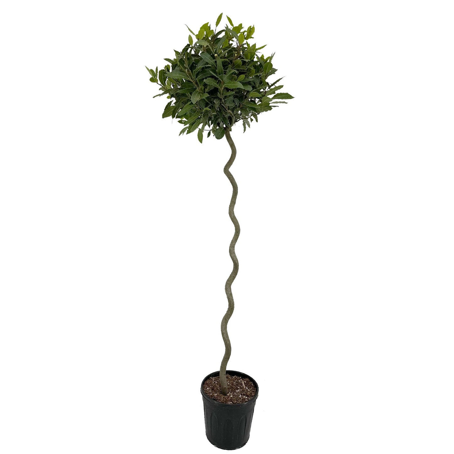 Laurus nobilis 160cm 25cm Pot