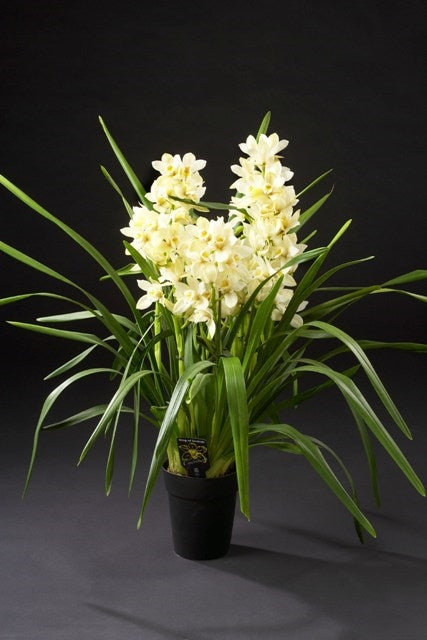 Cymbidium 85cm 14cm Pot