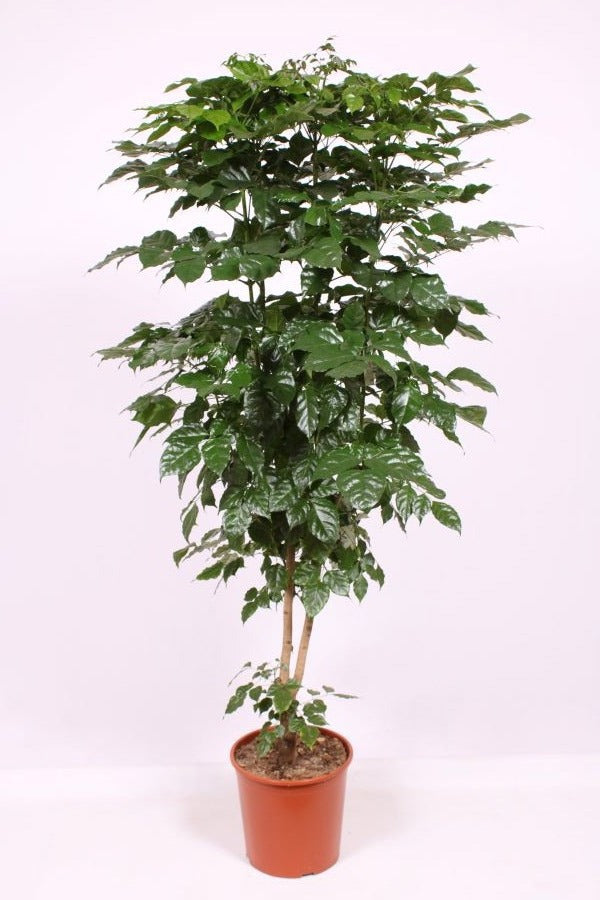 Radermachera sinica 180cm 30cm Pot