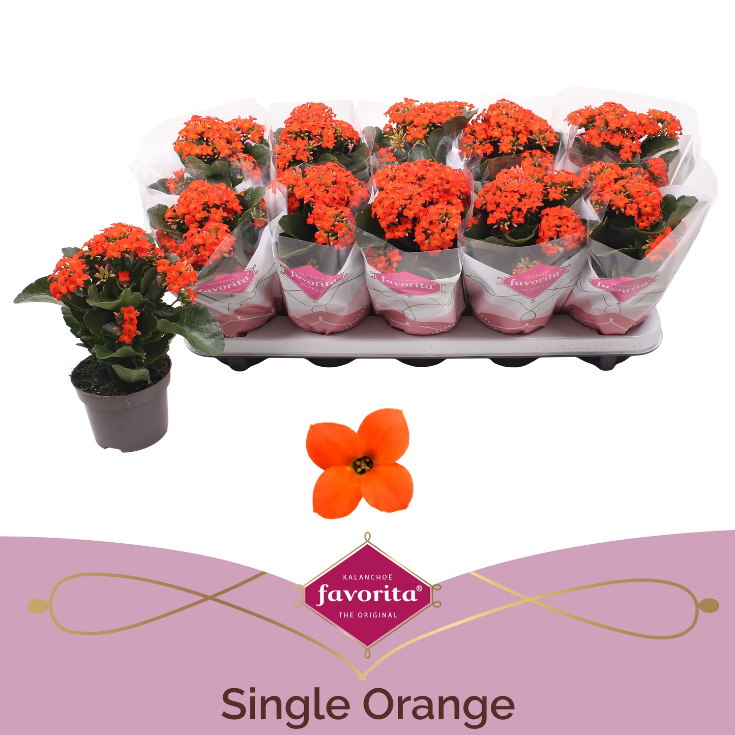 kalanchoe-orange-22cm-510cm-pot