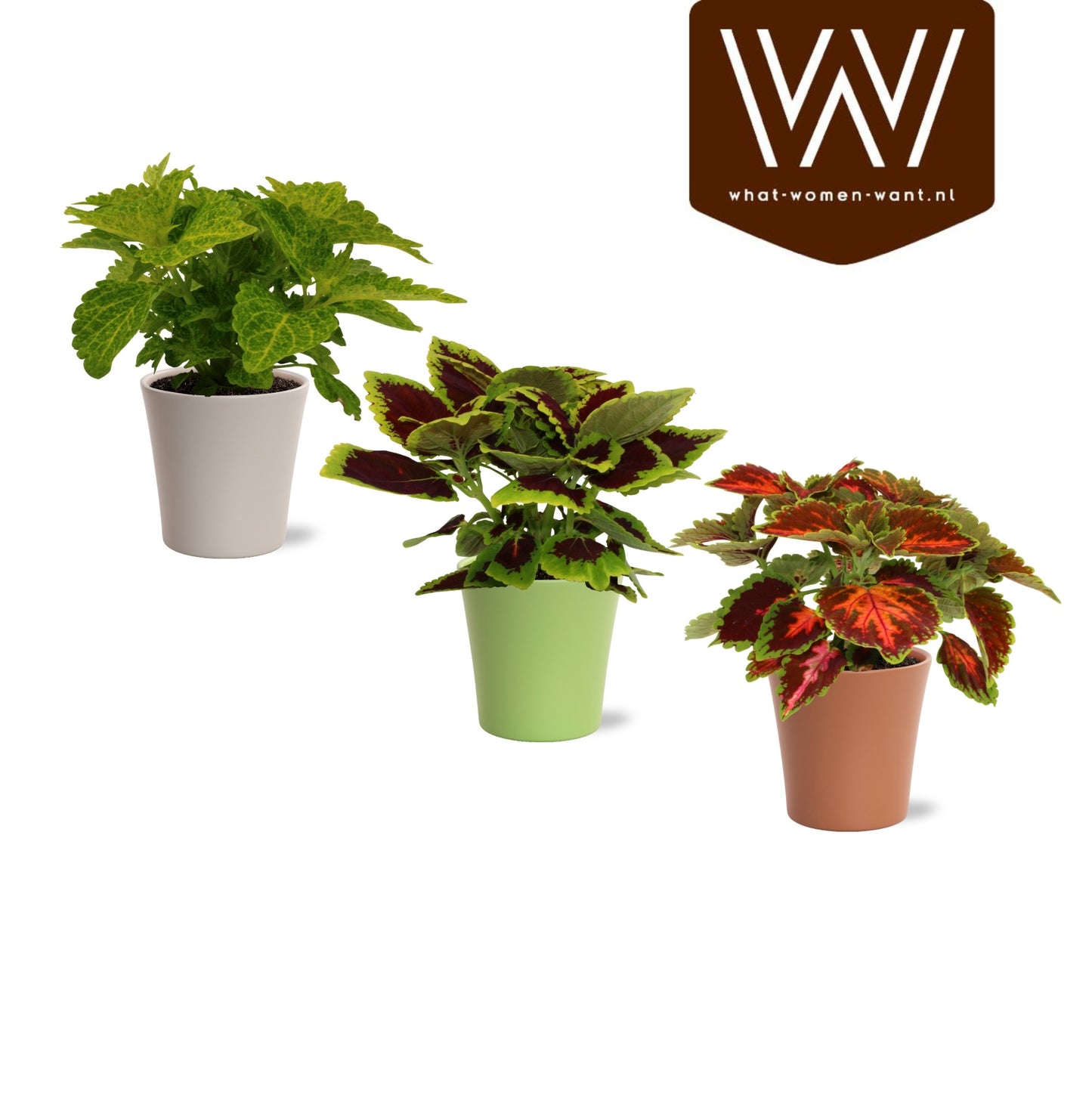 Coleus blumei mix 27cm 14cm Pot