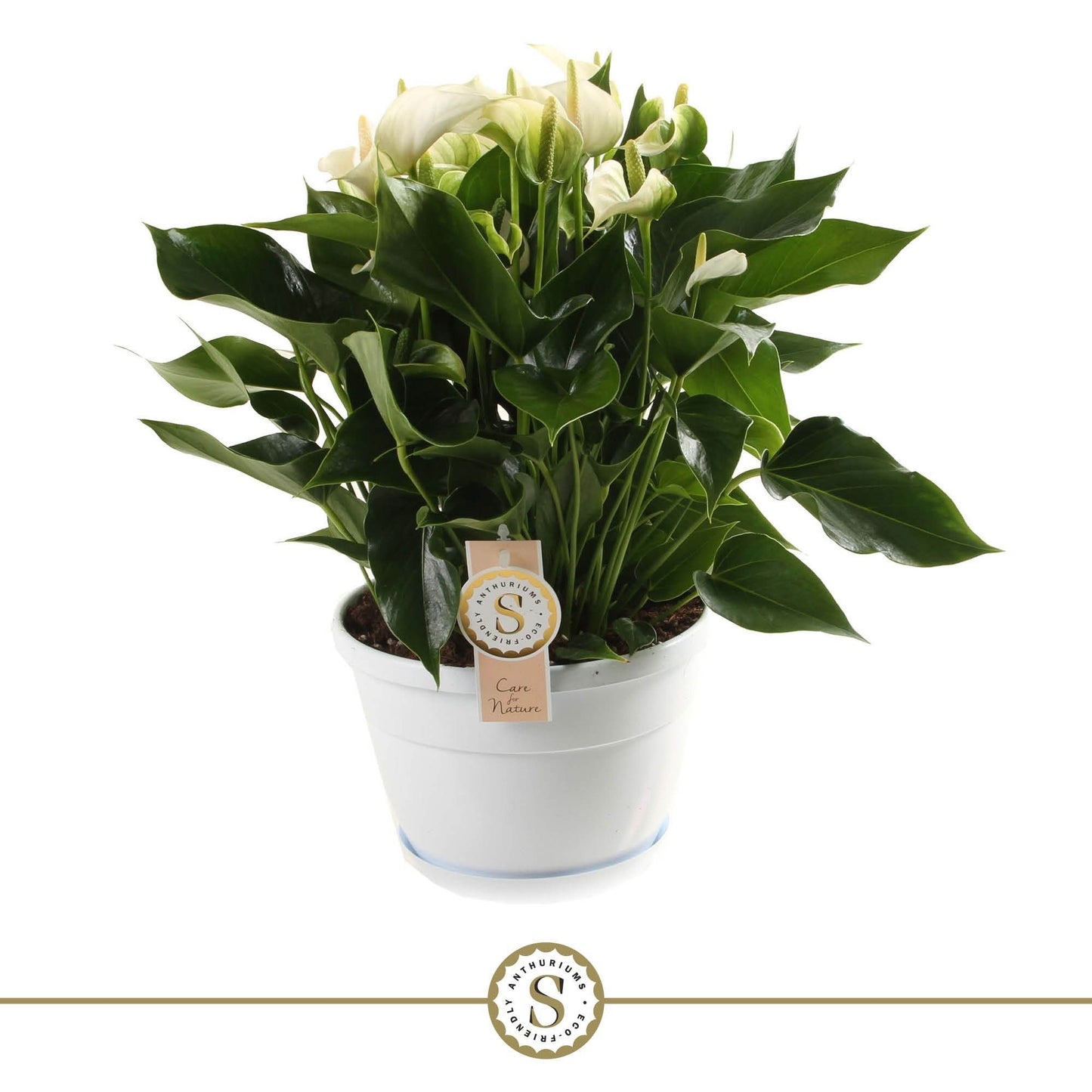 Anthurium White Champion 45cm 20cm Pot