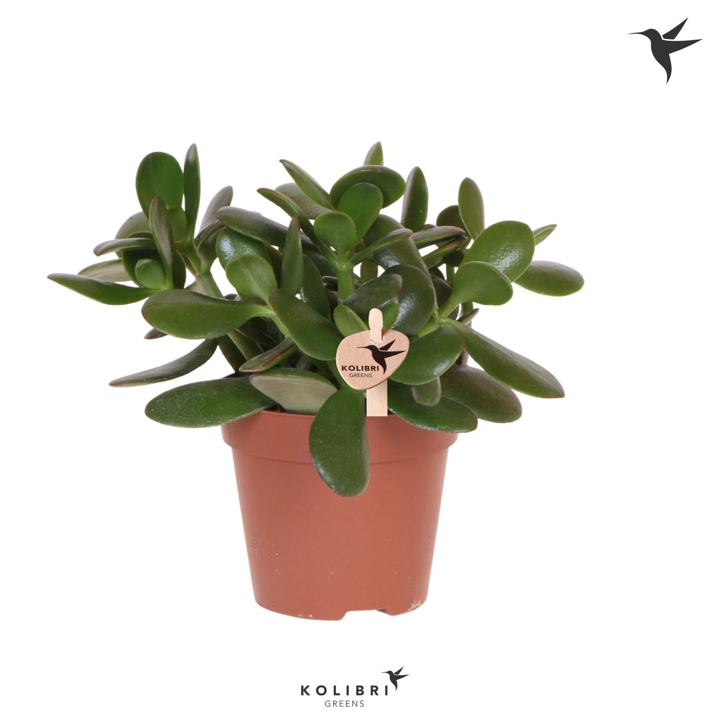 Crassula ovata 25cm 12cm Pot