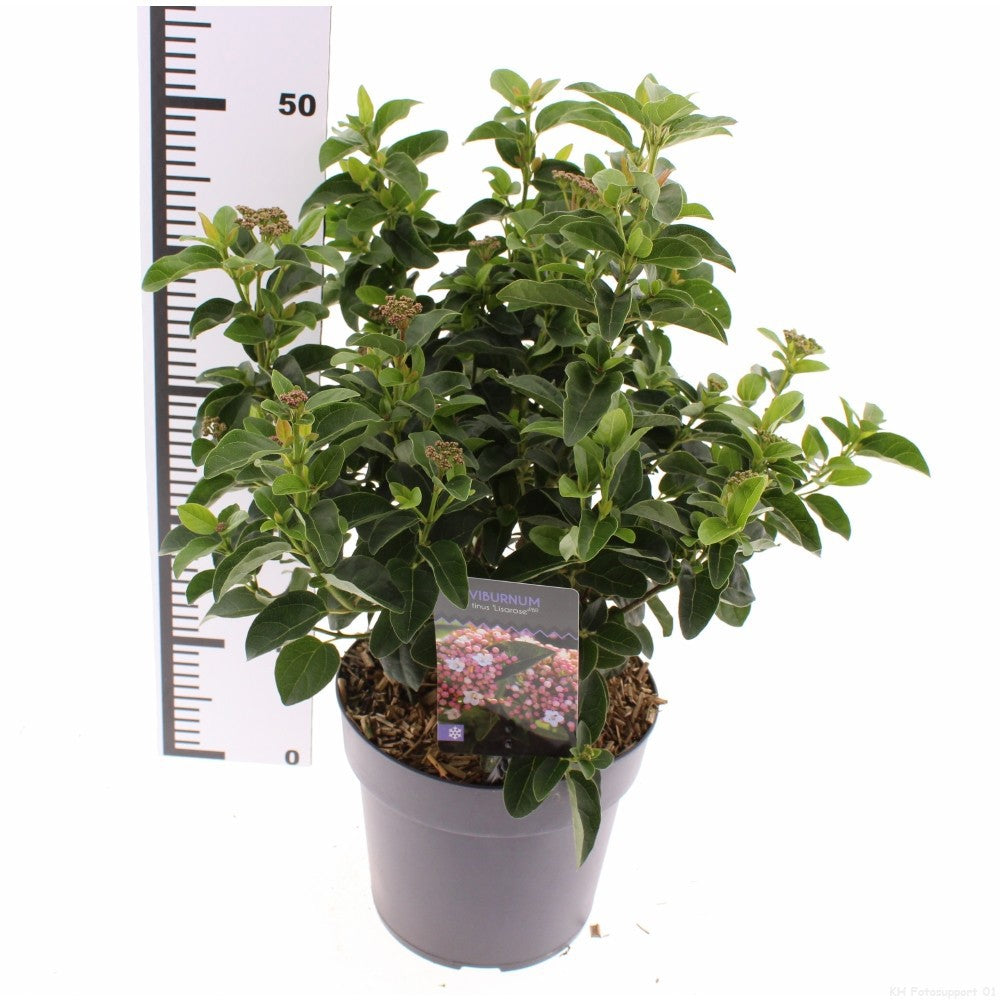 Viburnum tinus Lisa Rose 40cm 23cm Pot