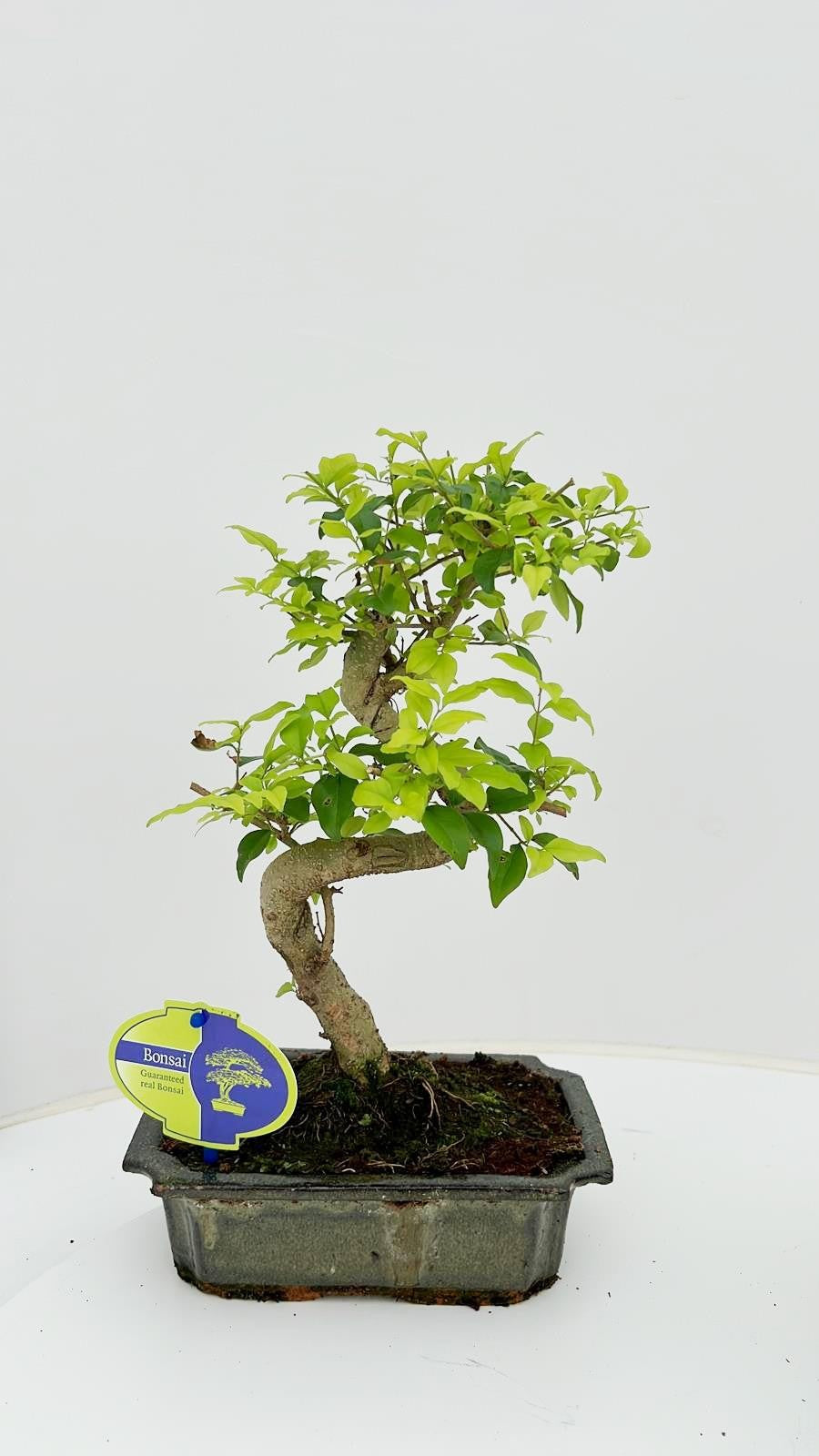 Bonsai Ligustrum 35cm 20cm Pot
