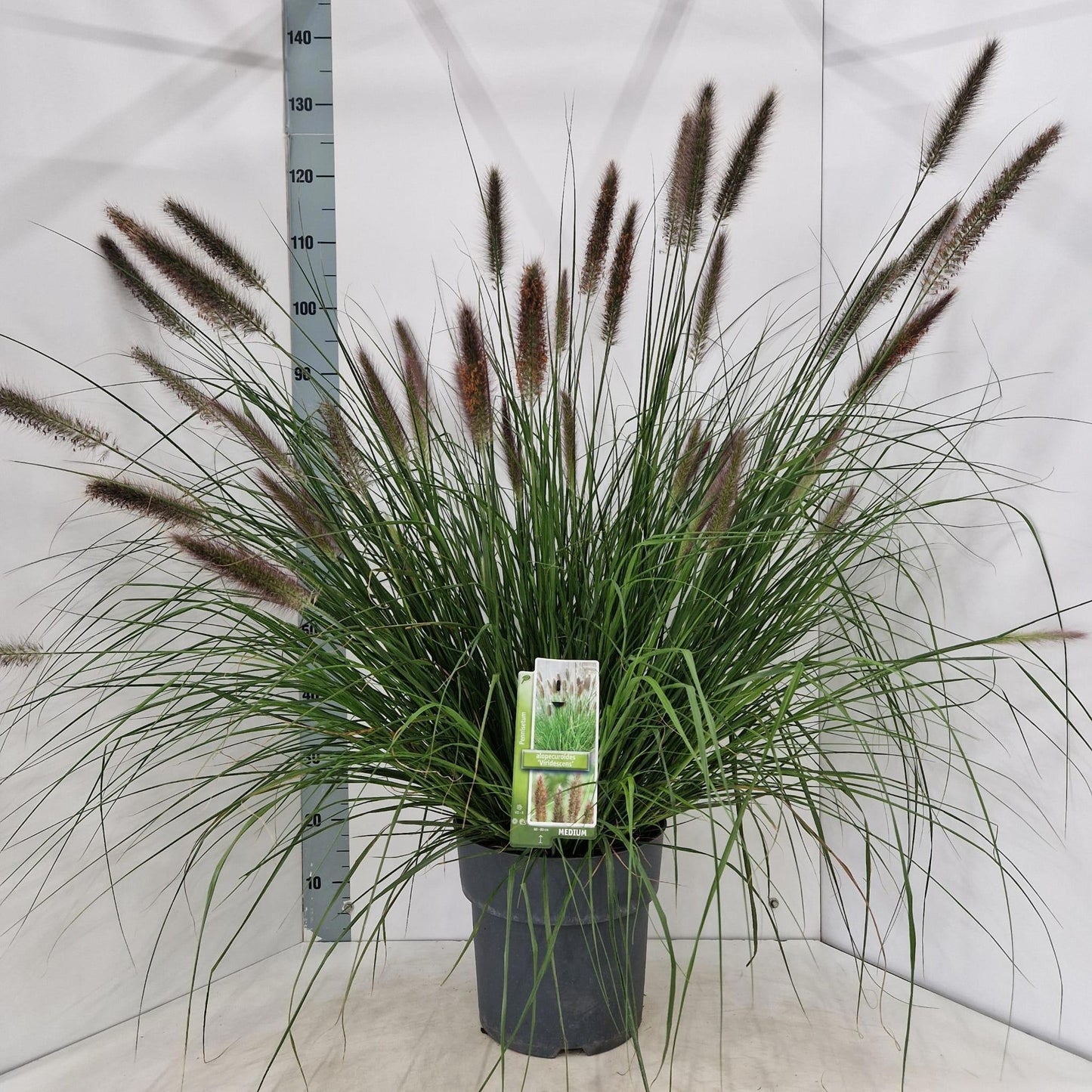 Pennisetum alopecuroides 120cm 29cm Pot