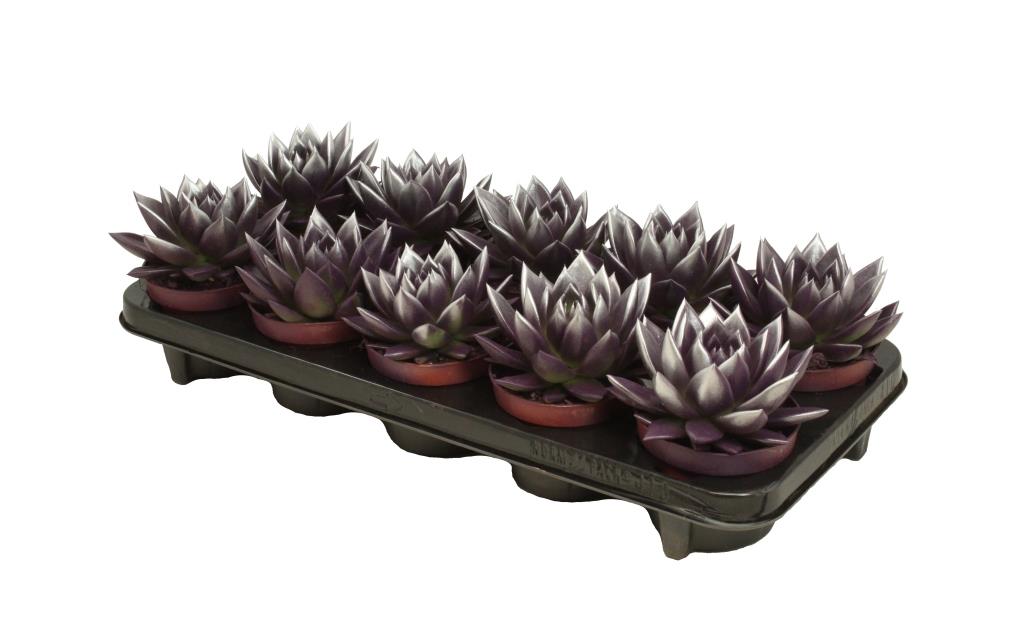 Echeveria Miranda 13cm 10.5cm Pot