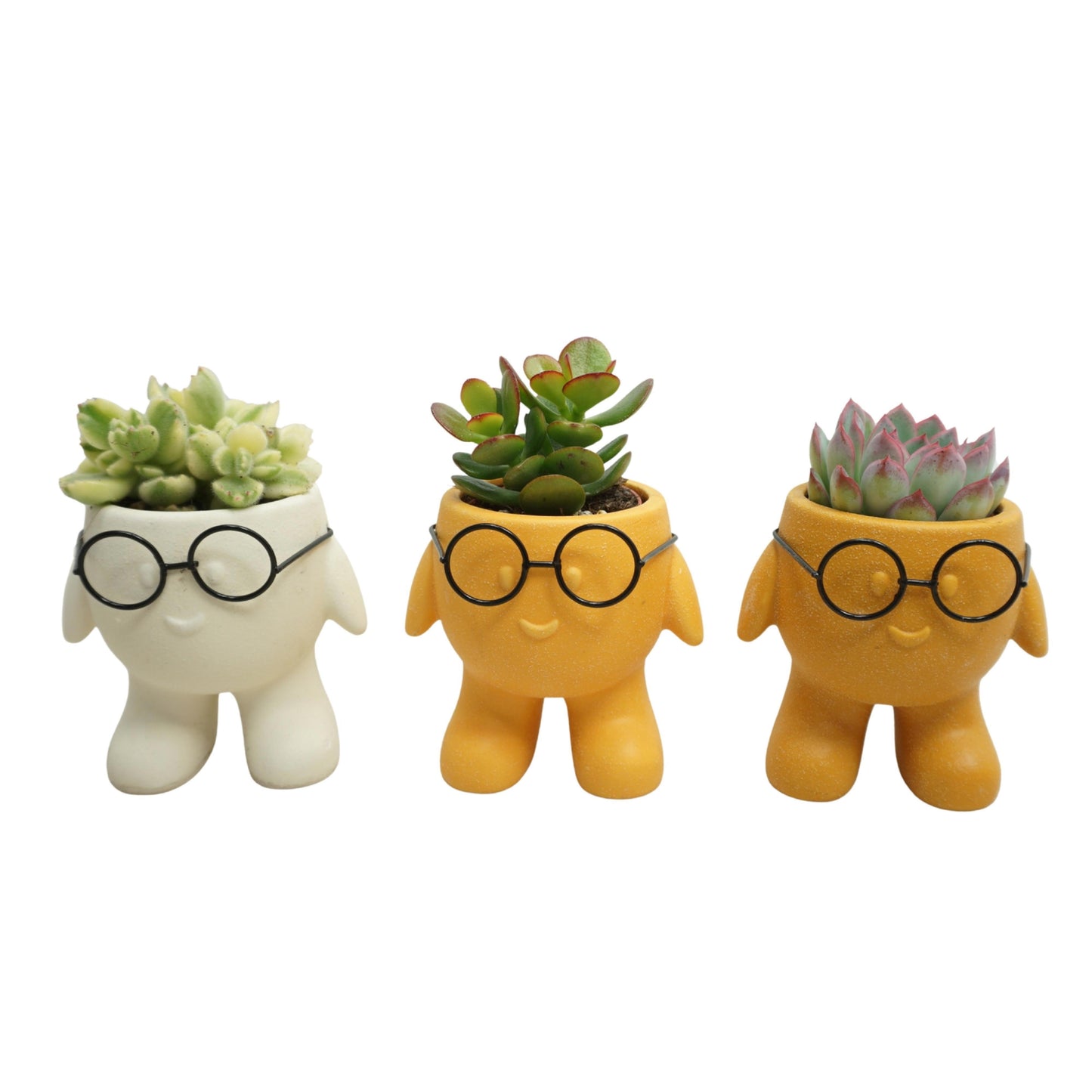 Succulent mix 12cm 505cm Pot