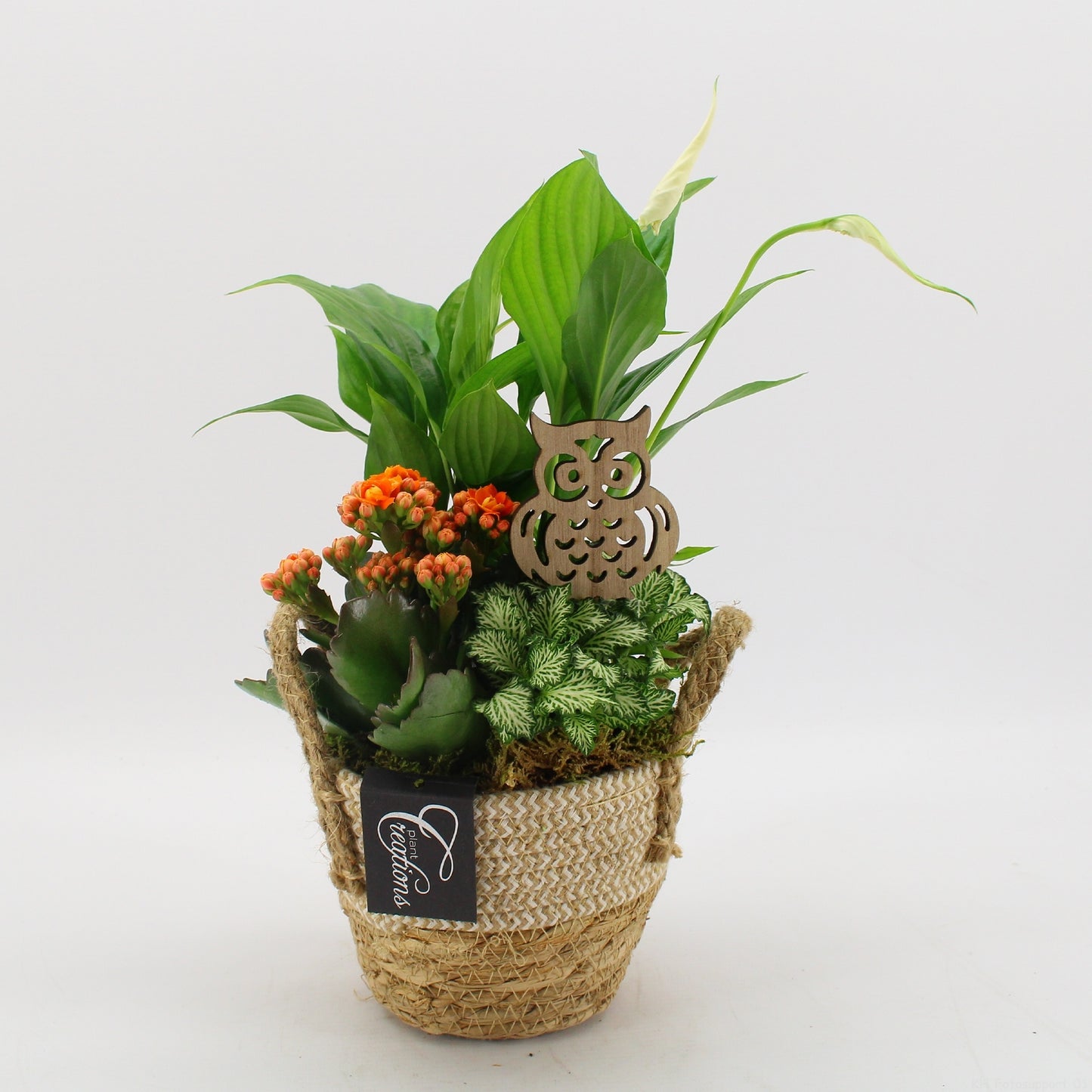 Outdoor arrangement 35cm 14cm Pot