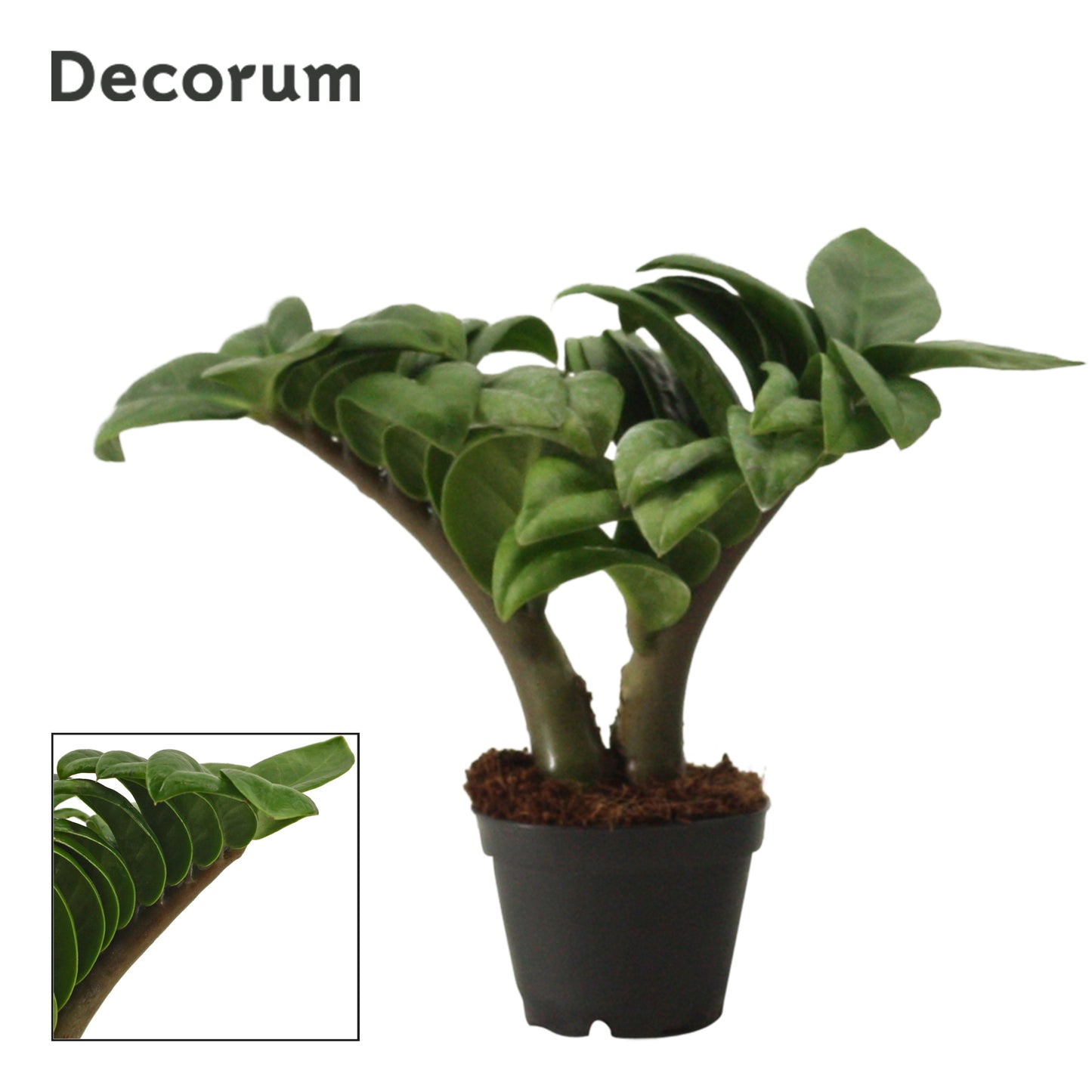 Duijn-Hove BV, kwekerij Zamioculcas Zenzi Pack of 14