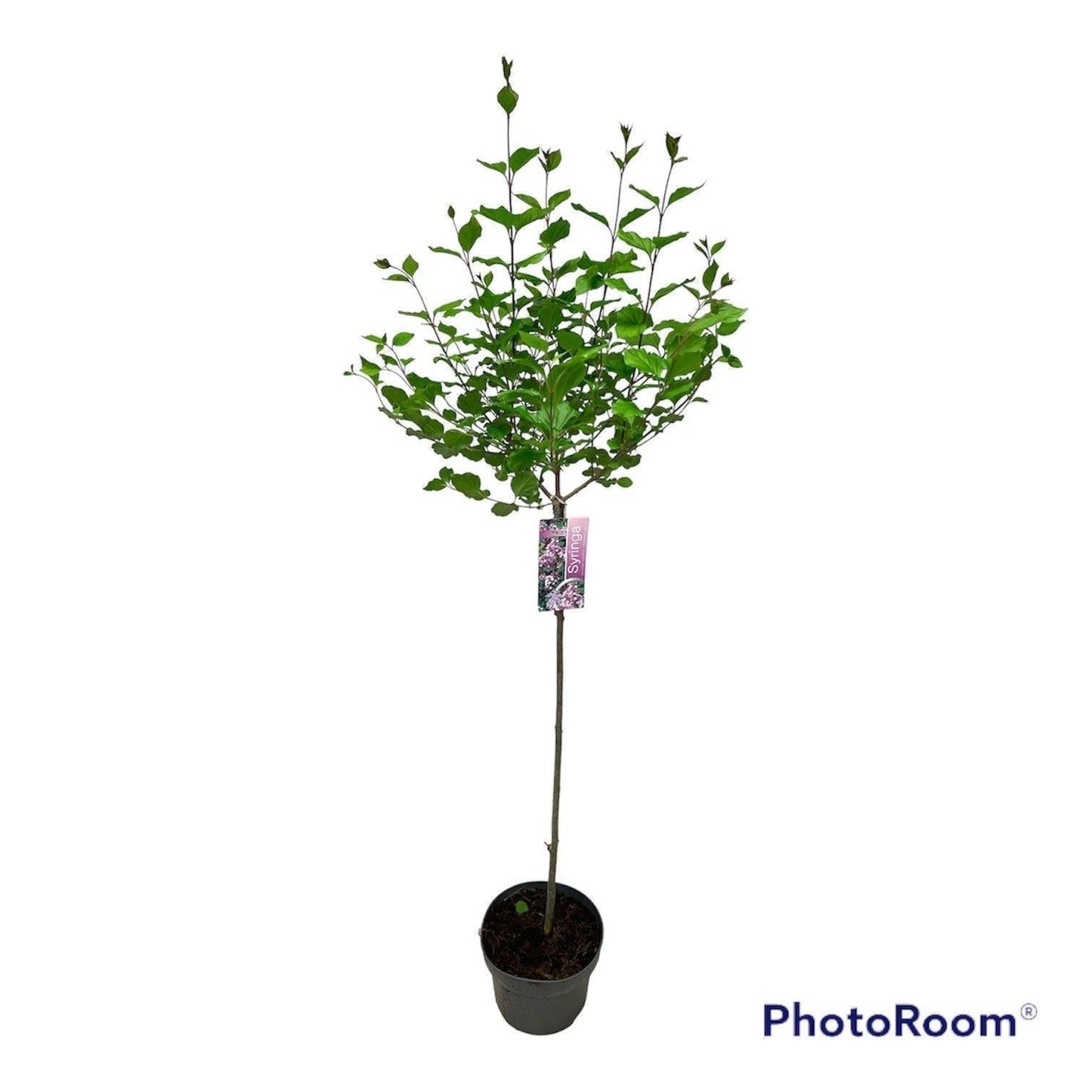 Syringa meyeri Palibin 120cm 23cm Pot