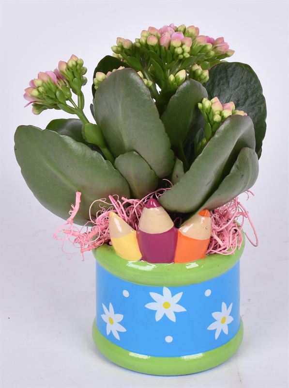 Indoor green arrangement 9cm Pot