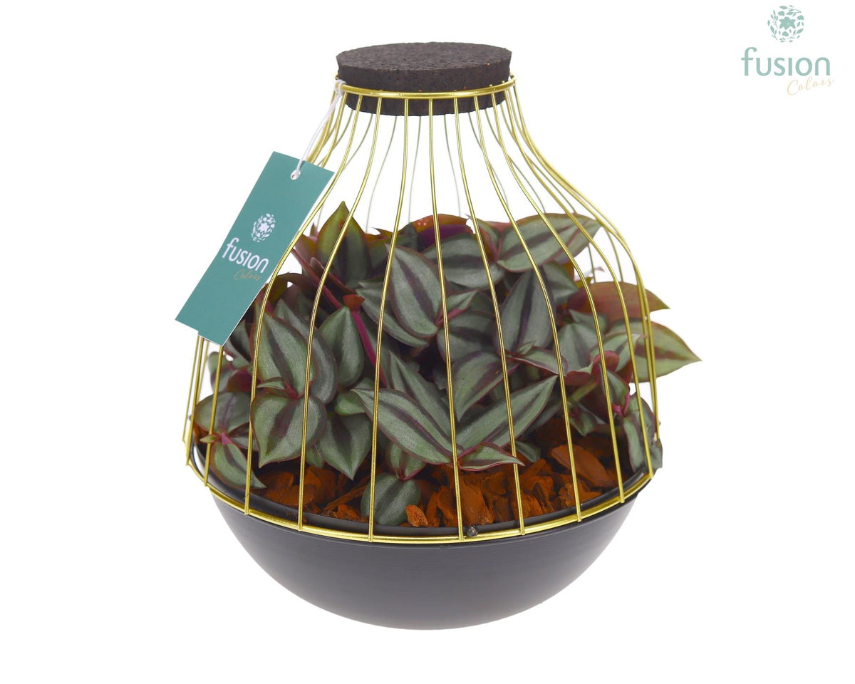 Metaal vogelkooi goudzwart Large met Tradescantia 25cm 21cm Pot