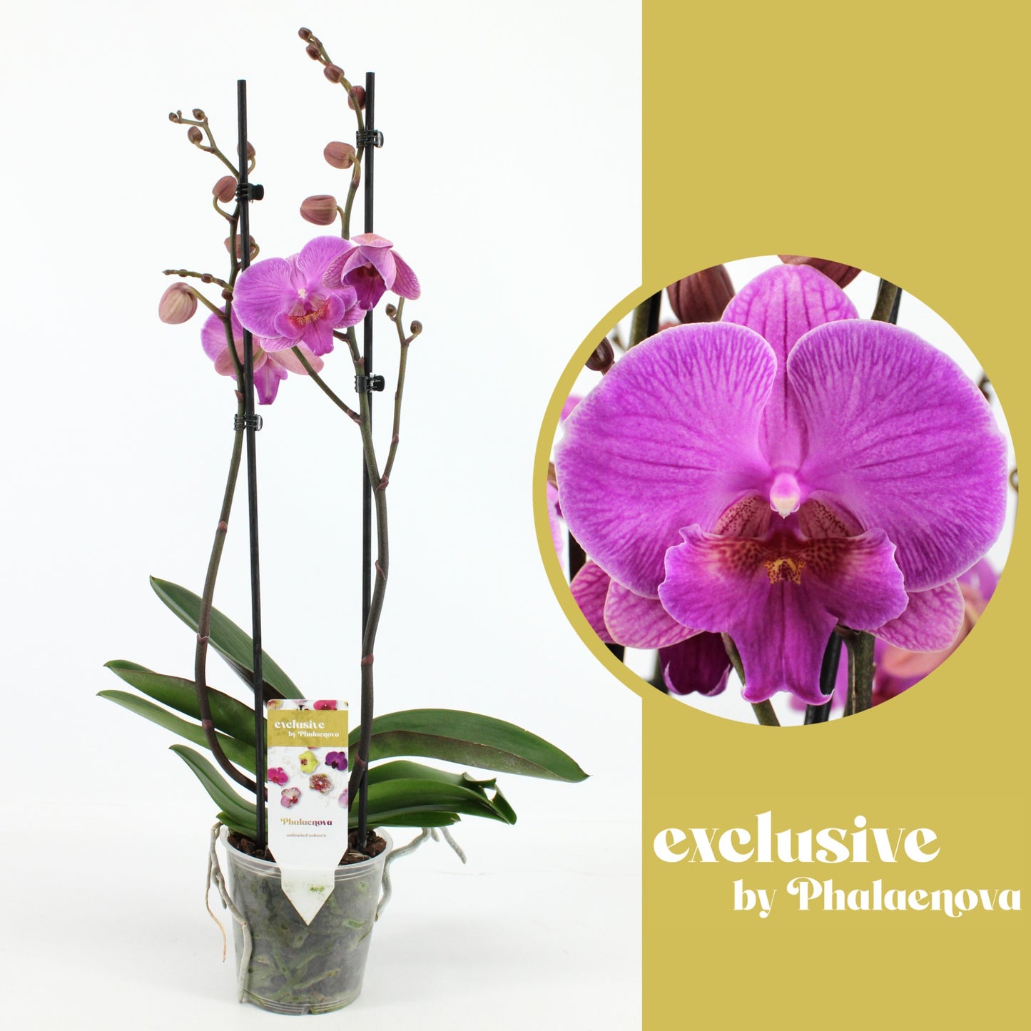 Phalaenova Phalaenopsis purple Pack of 10
