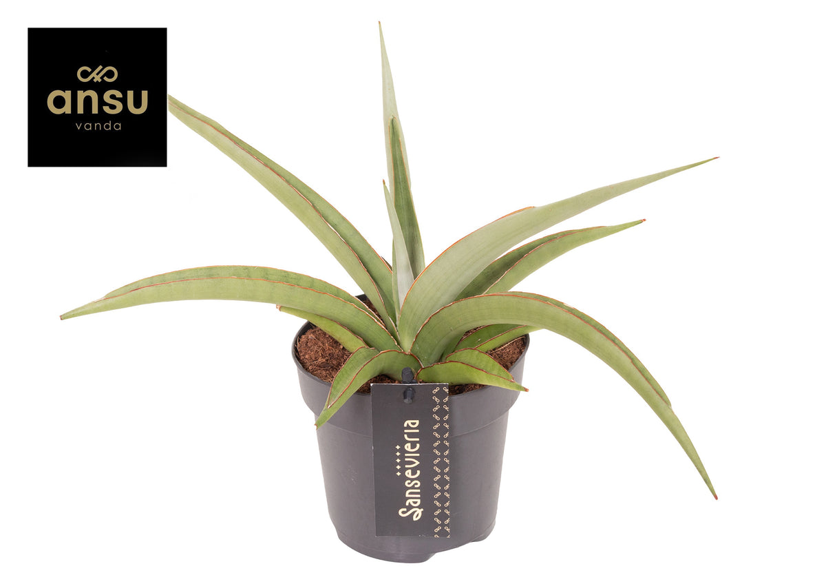 Sansevieria 35cm 12cm Pot