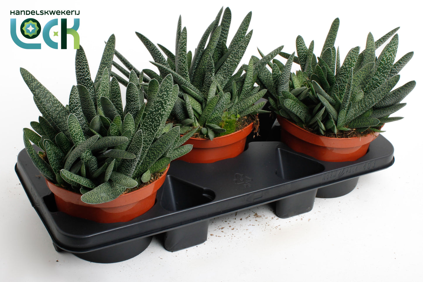 Gasteria Verrucosa 20cm 17cm Pot