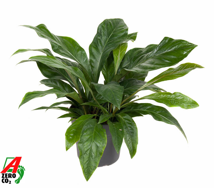 Anthurium Jungle Bush 80cm 30cm Pot