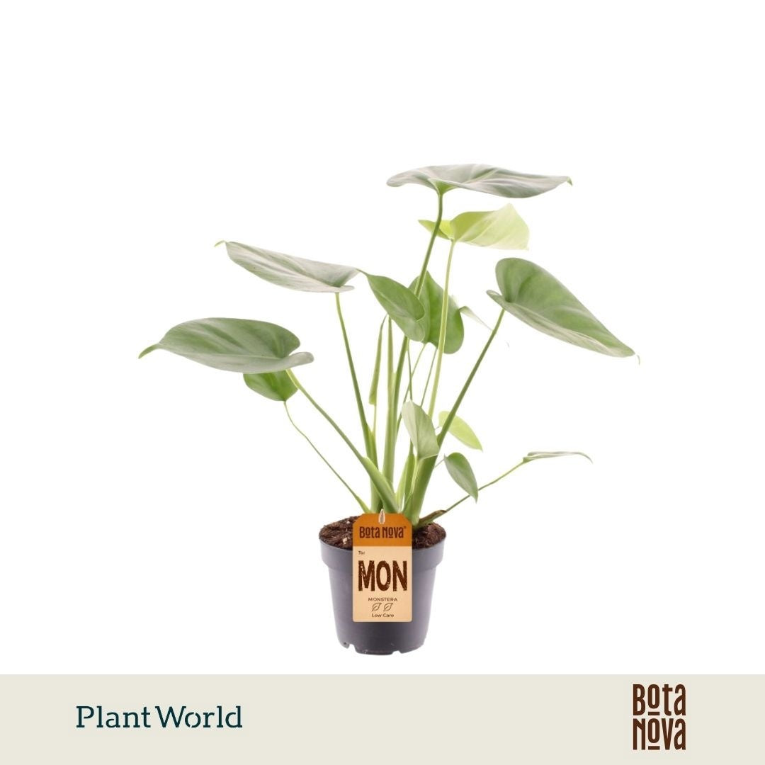Monstera deliciosa 45cm 12cm Pot