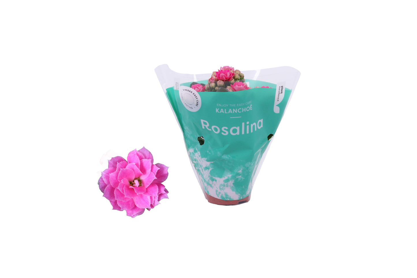 Kalanchoe Rosalina Don Nando 12cm 6cm Pot