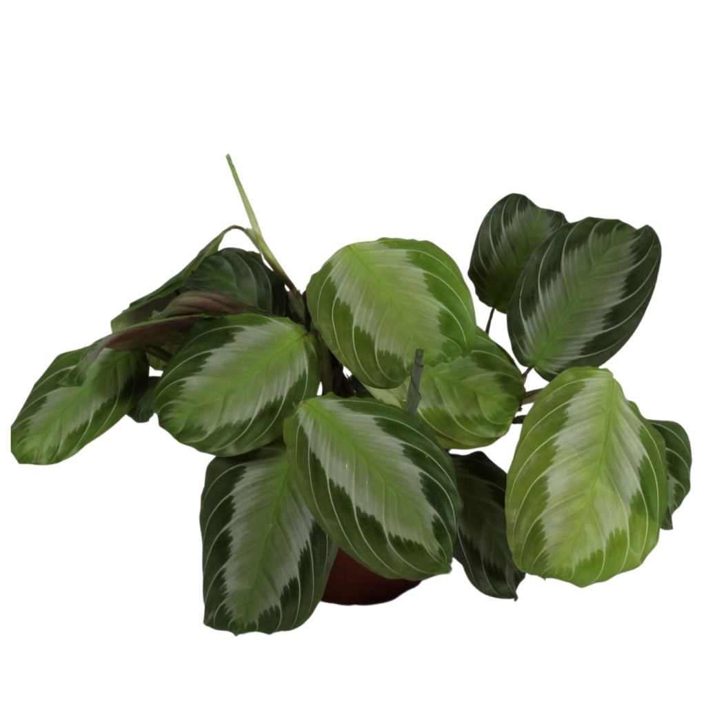 Maranta exclusive Grey 30cm 12cm Pot
