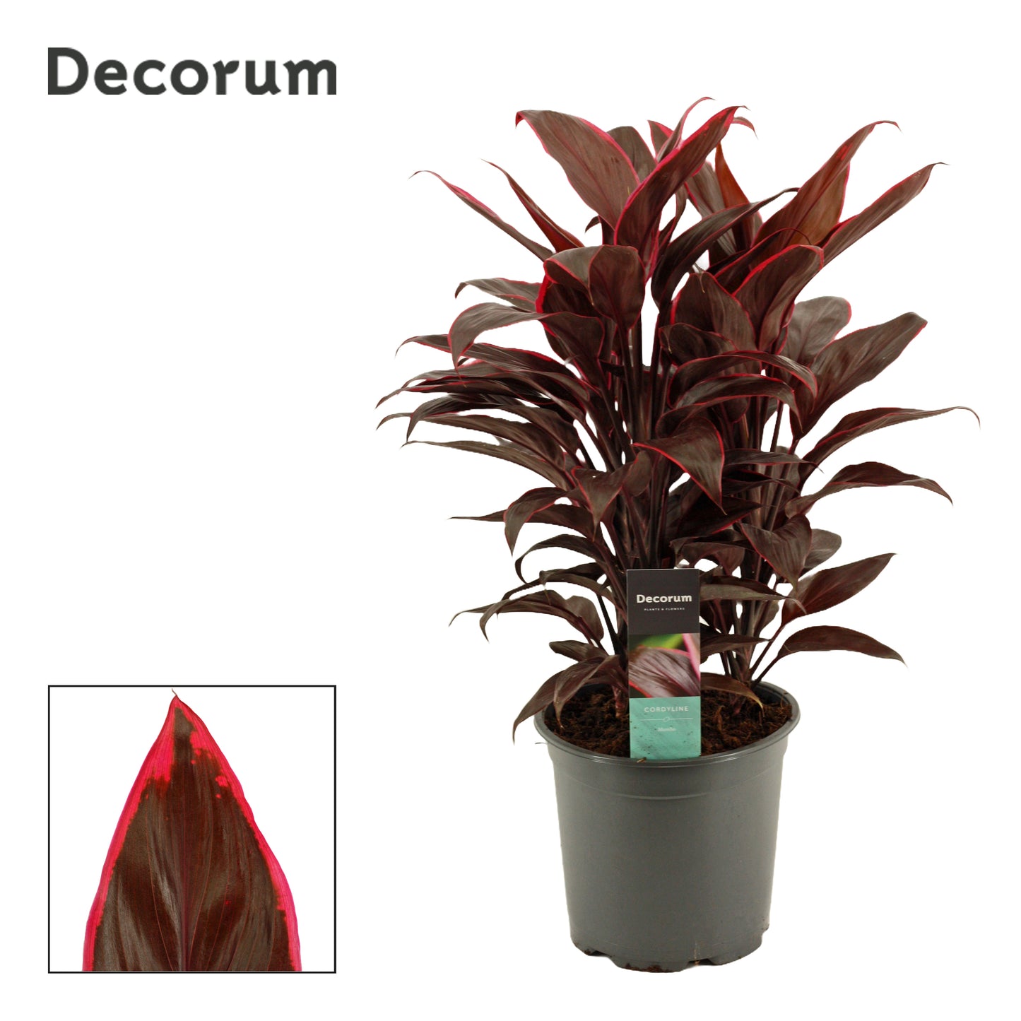 Duijn-Hove BV, kwekerij Cordyline frut. Mambo Pack of 3