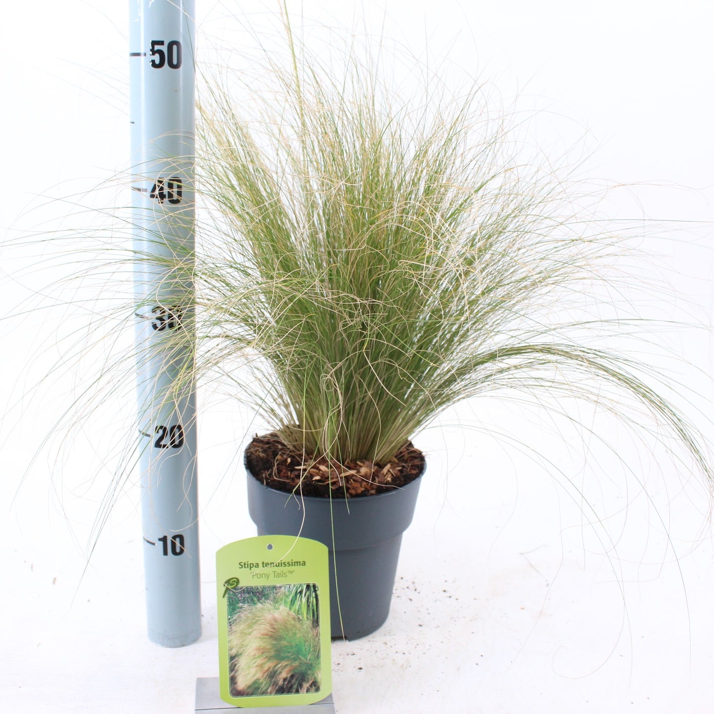 Stipa Ponytails 30cm 17cm Pot
