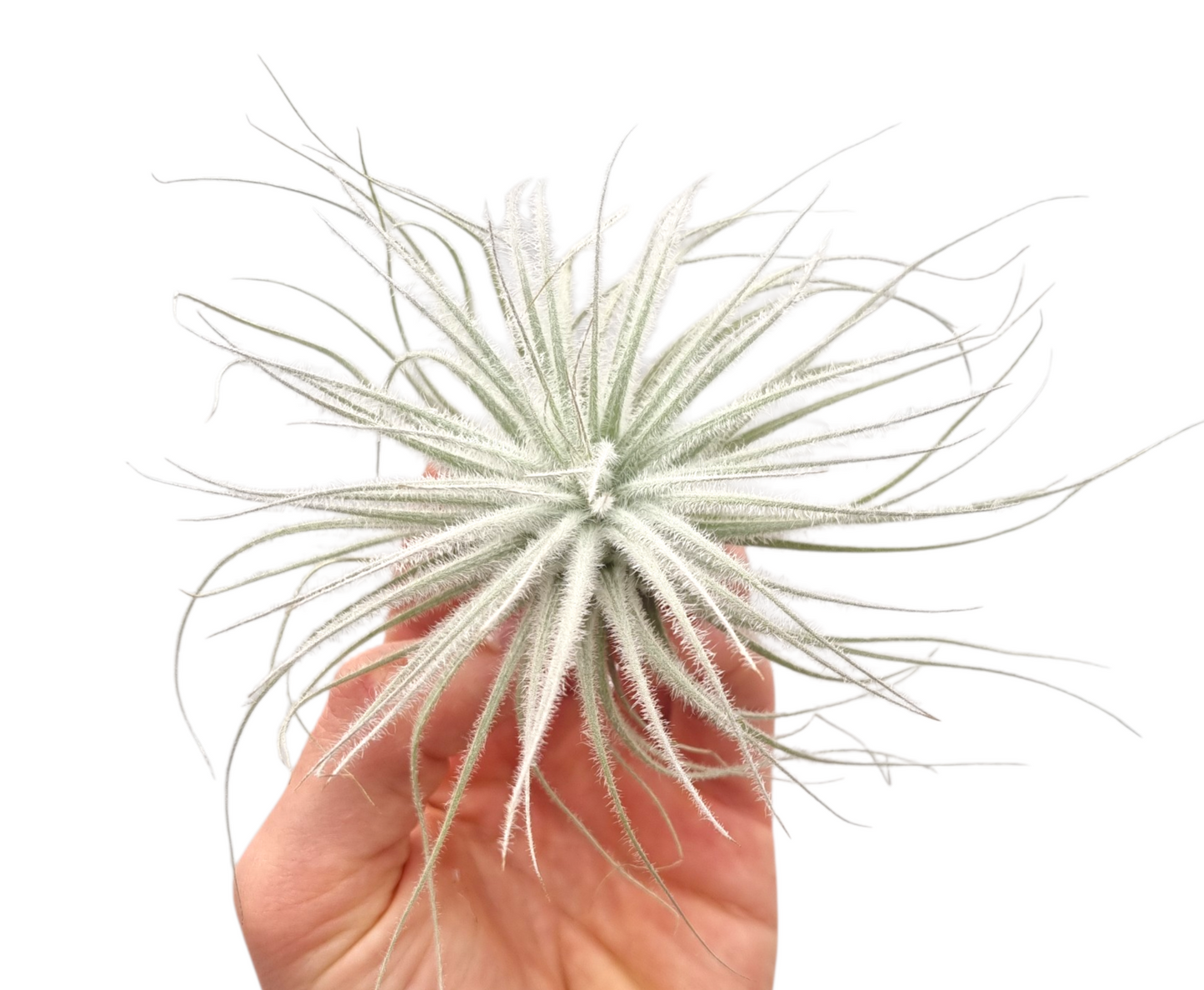 Tillandsia ionantha 6cm 10cm Pot