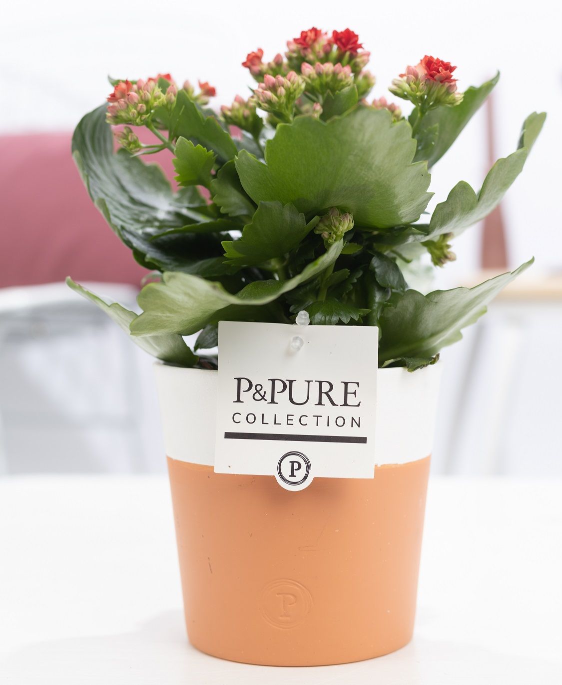 Kalanchoe Rosalina Amador Red 27cm 12cm Pot