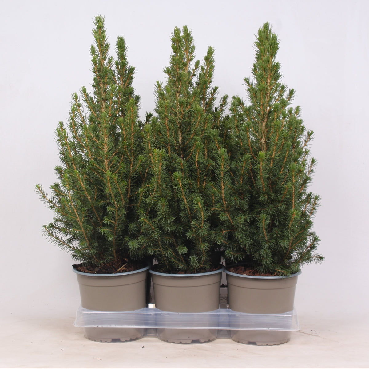 Picea glauca Perfecta 55cm 15cm Pot