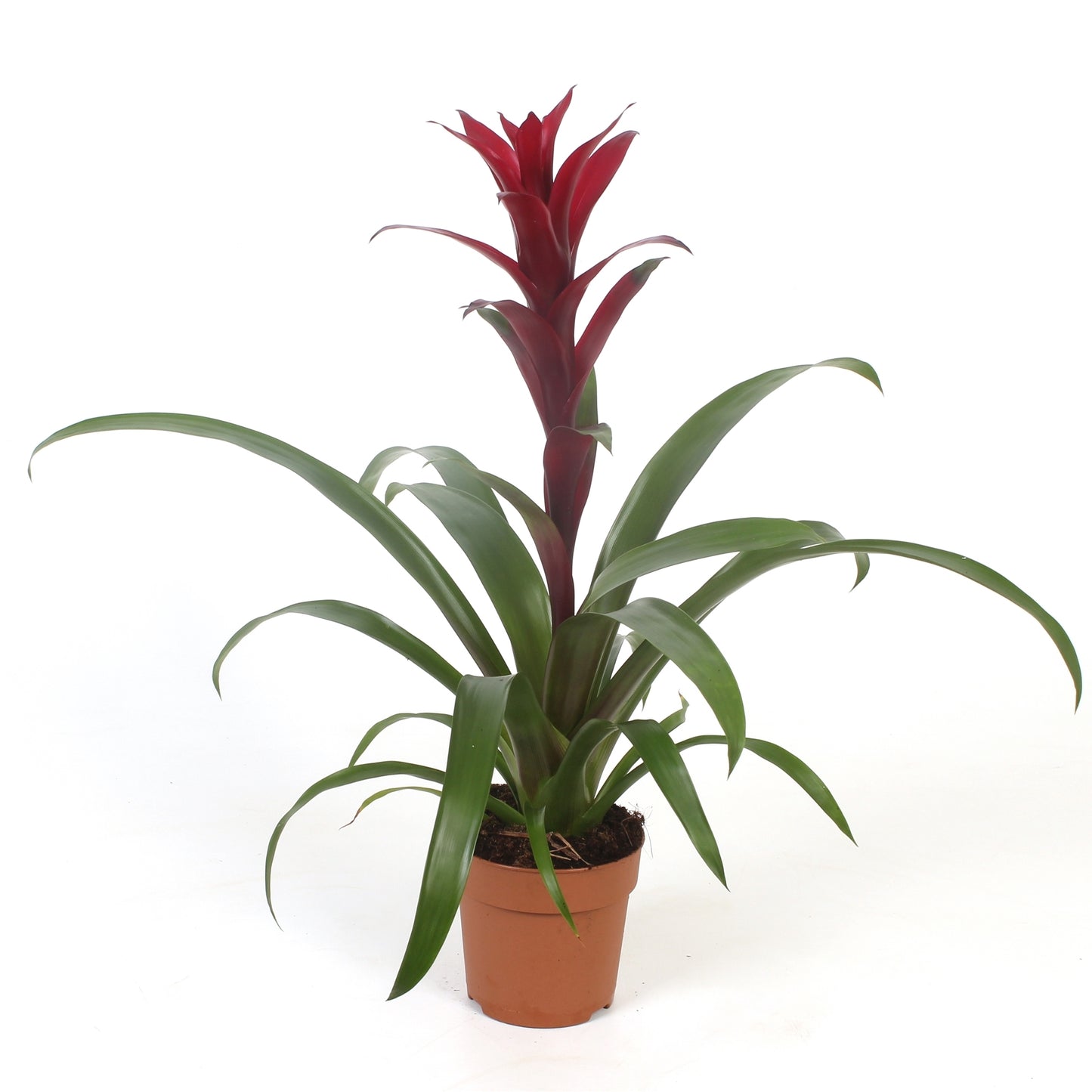 Guzmania Nextara 45cm 12cm Pot